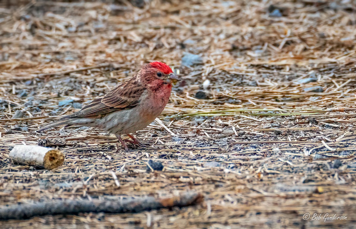 Cassin's Finch - ML620308137