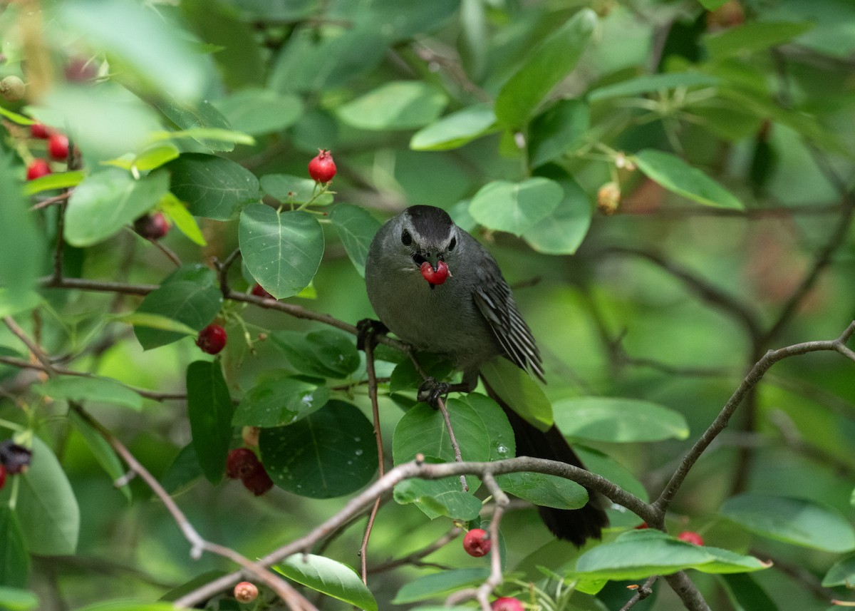 Gray Catbird - Scott Mullens