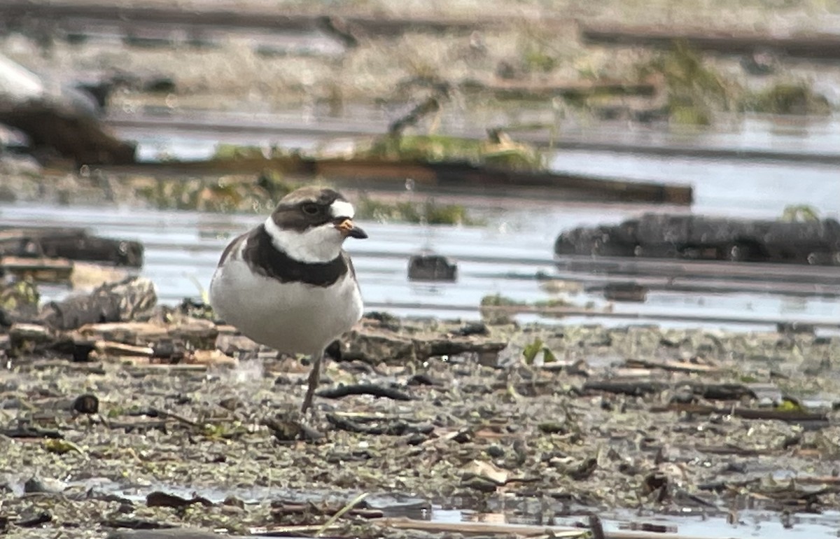 Semipalmated Plover - ML620308152