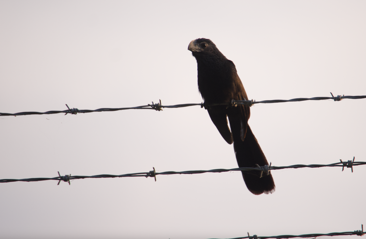 Groove-billed Ani - ML620308156