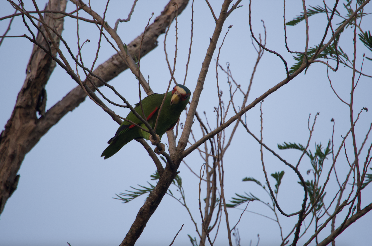 White-fronted Parrot - ML620308163