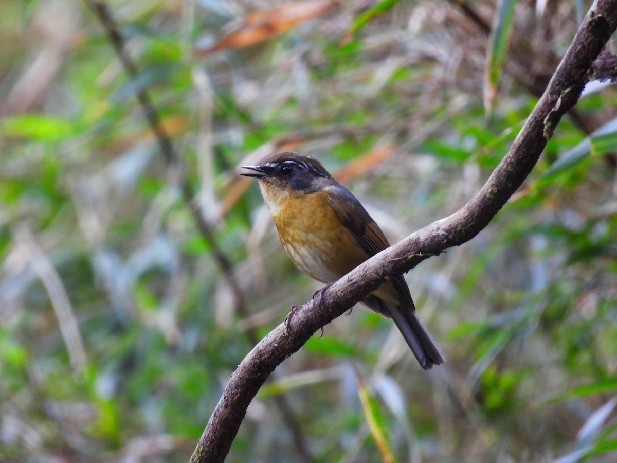 Collared Bush-Robin - ML620308174