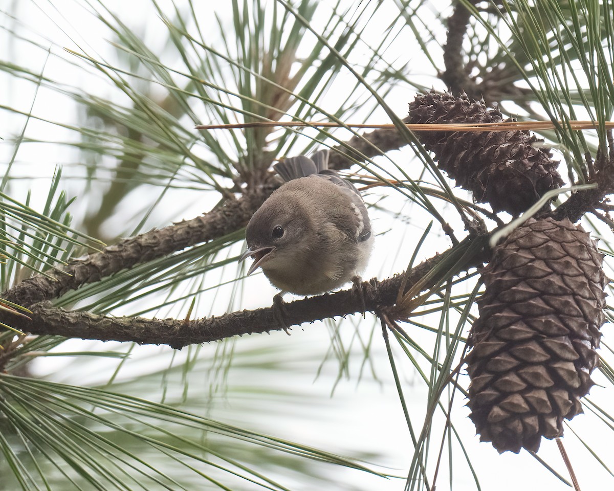 Pine Warbler - Scott Mullens
