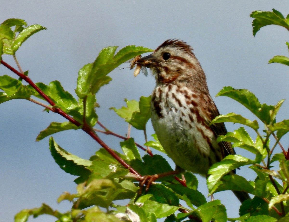 Song Sparrow - ML620308182