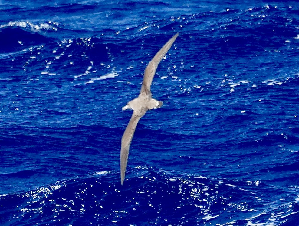 Cory's Shearwater - ML620308186