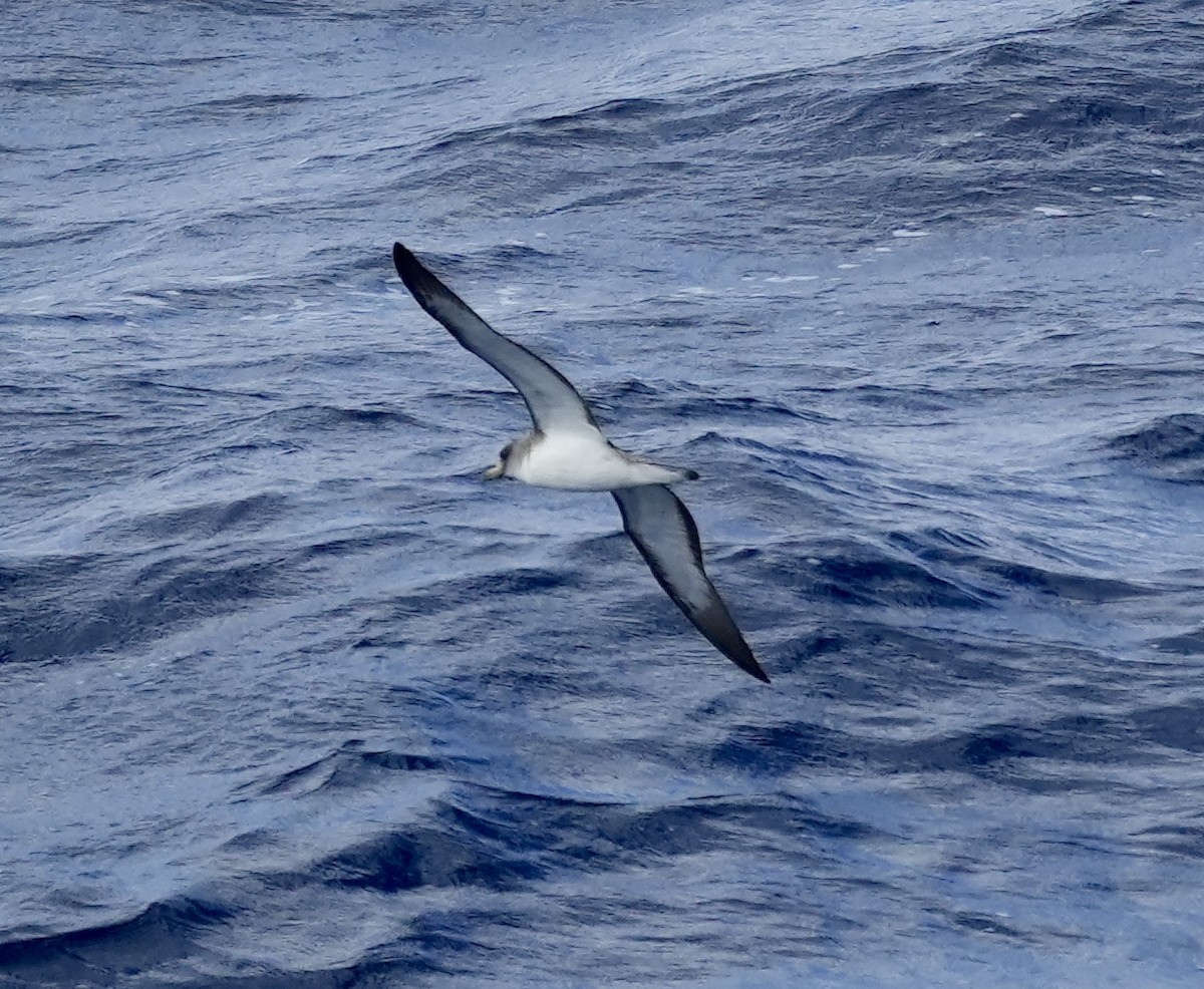 Cory's Shearwater - ML620308187