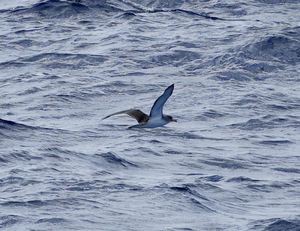 Cory's Shearwater - ML620308188