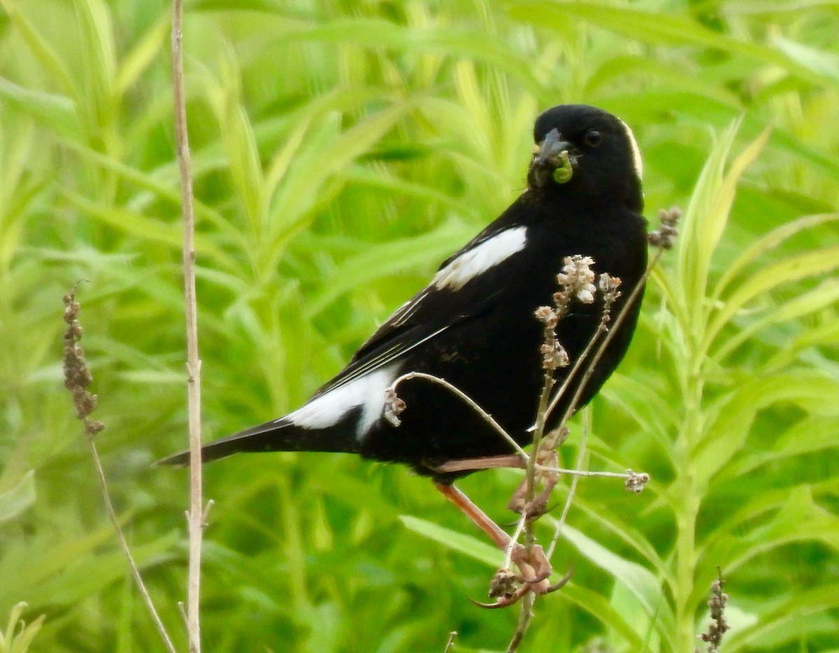 Bobolink - ML620308191