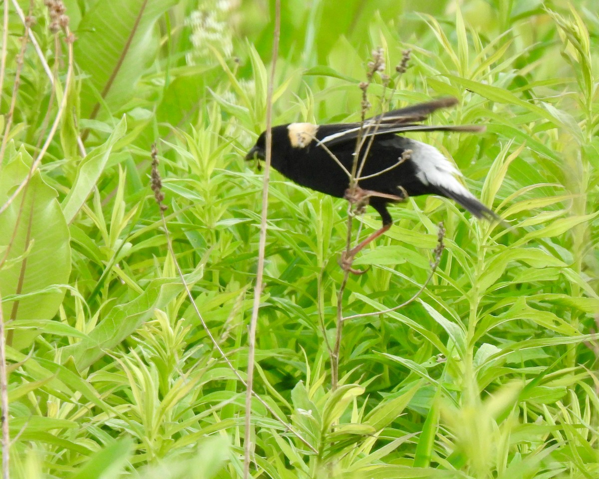 Bobolink - ML620308193