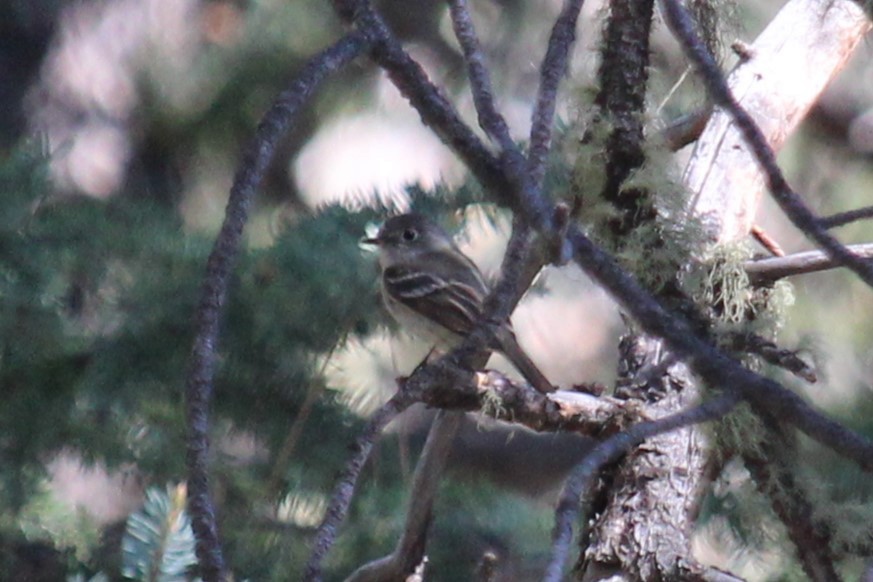 Dusky Flycatcher - ML620308194