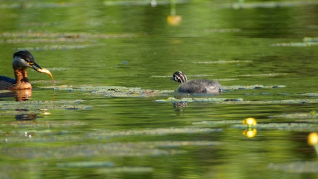 アカエリカイツブリ - ML620308195