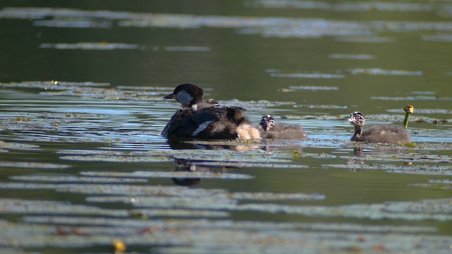 Red-necked Grebe - ML620308197