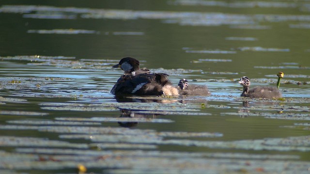 赤頸鸊鷉 - ML620308197