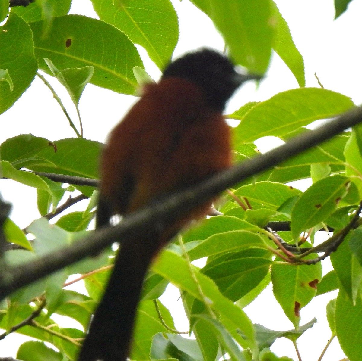 Orchard Oriole - ML620308203