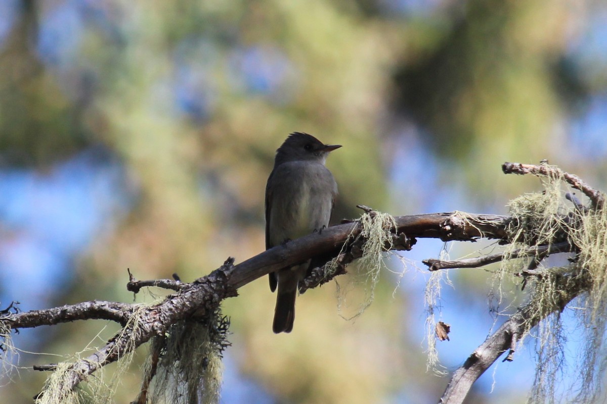 Western Wood-Pewee - ML620308206