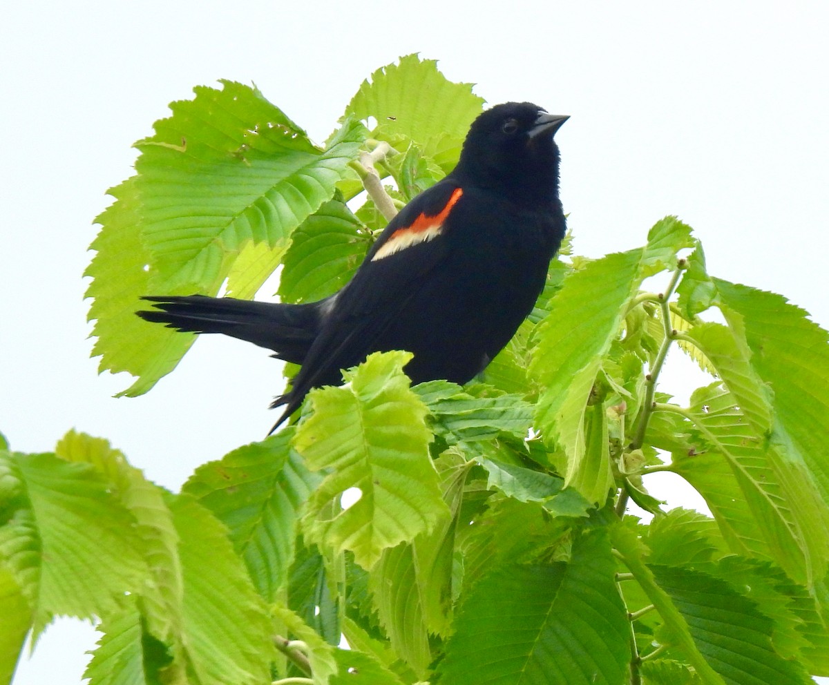 Red-winged Blackbird - ML620308209