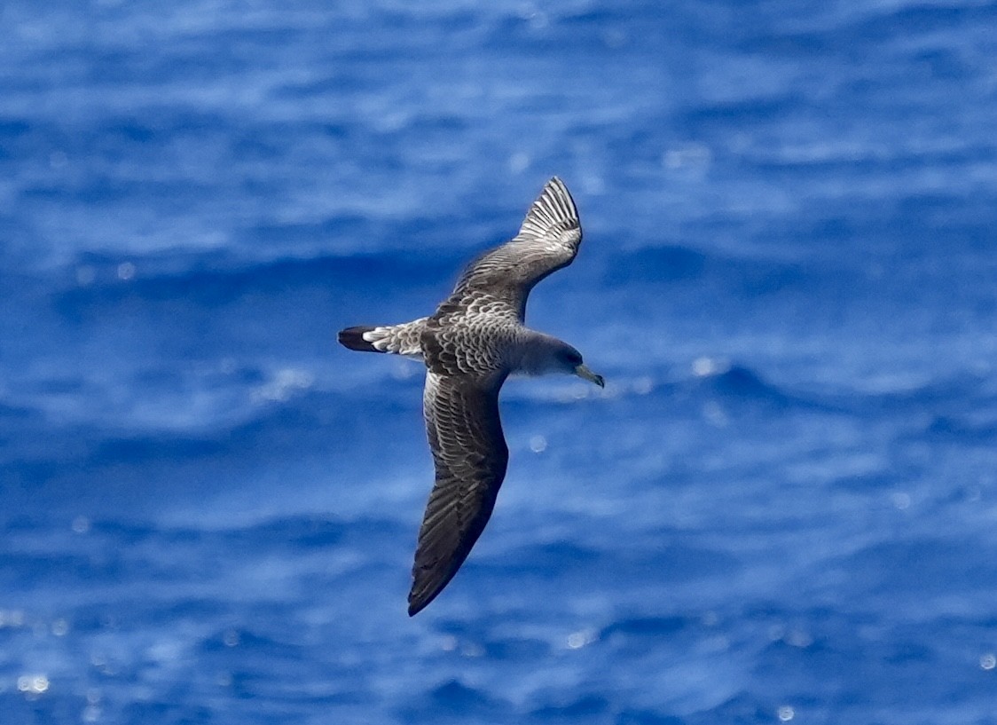 Cory's Shearwater - ML620308211