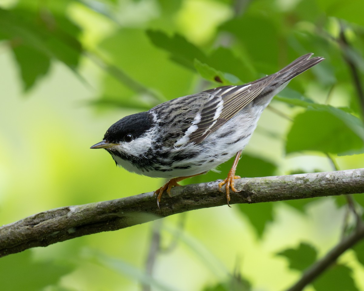 Blackpoll Warbler - ML620308215