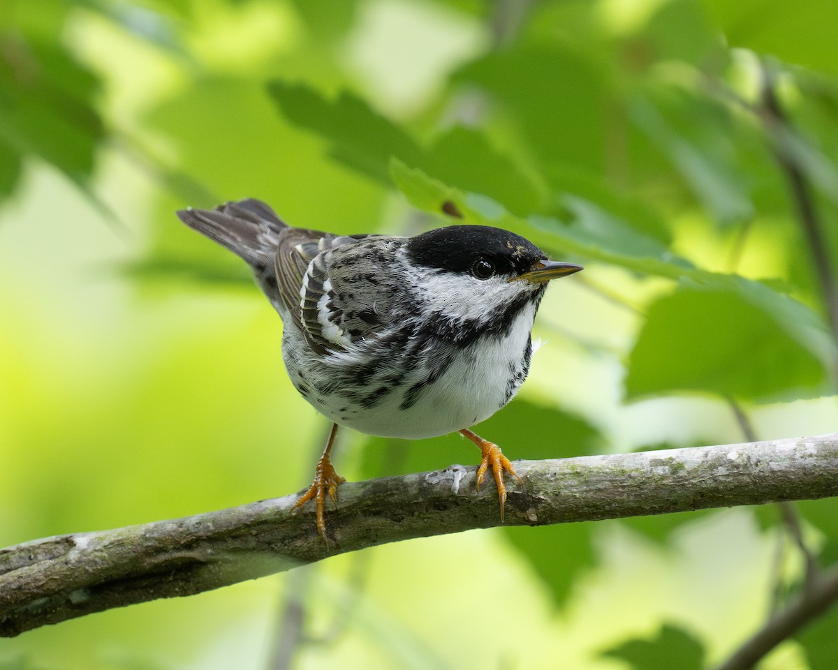 Blackpoll Warbler - Scott Mullens