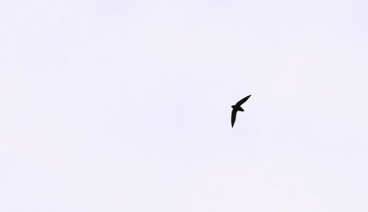 Short-tailed Swift (Short-tailed) - Bill Hubick