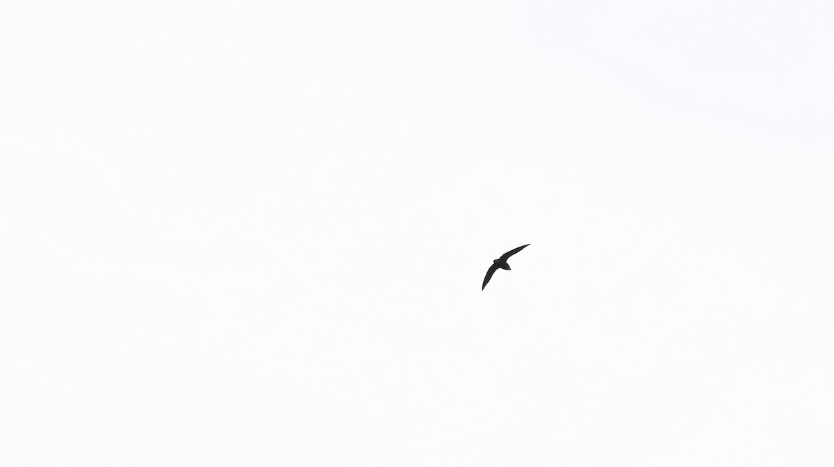 Short-tailed Swift (Short-tailed) - ML620308218