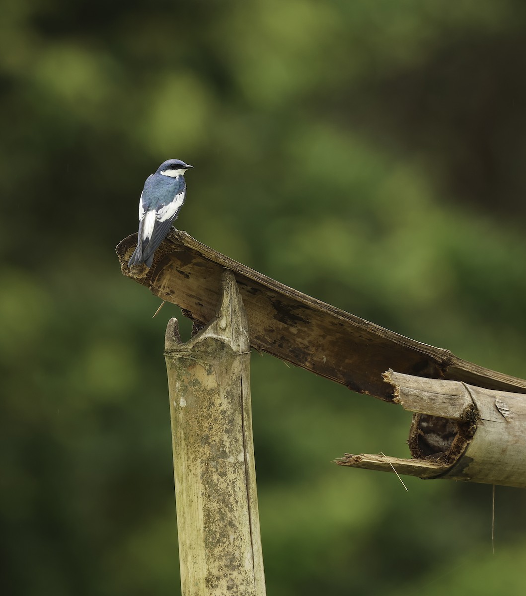 White-winged Swallow - ML620308231