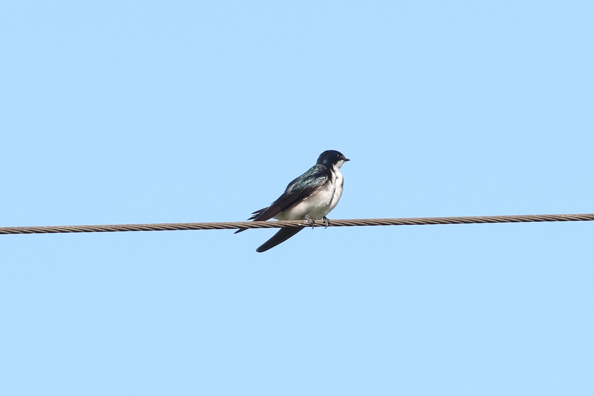 Tree Swallow - ML620308243