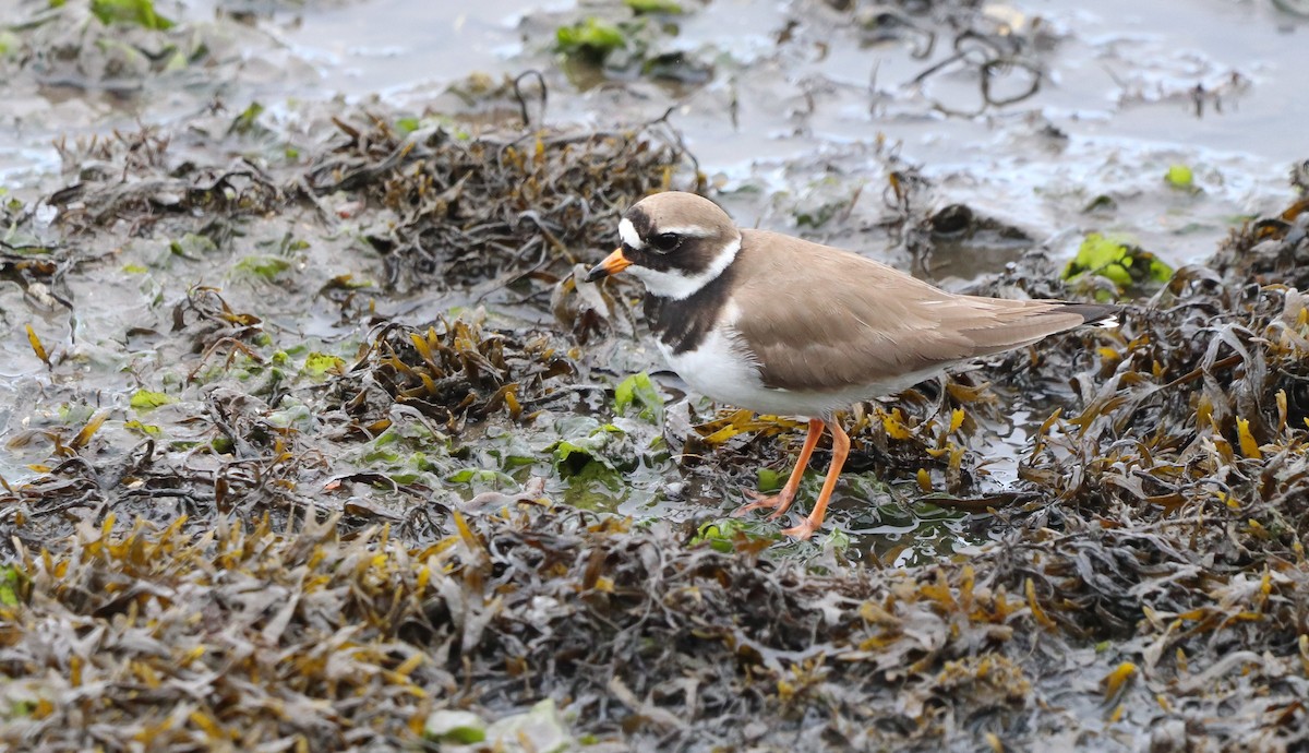 Common Ringed Plover - ML620308245