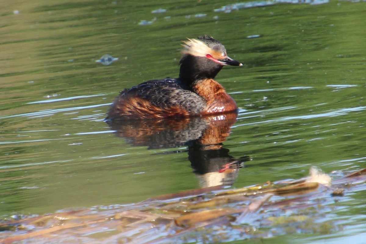 Horned Grebe - ML620308250