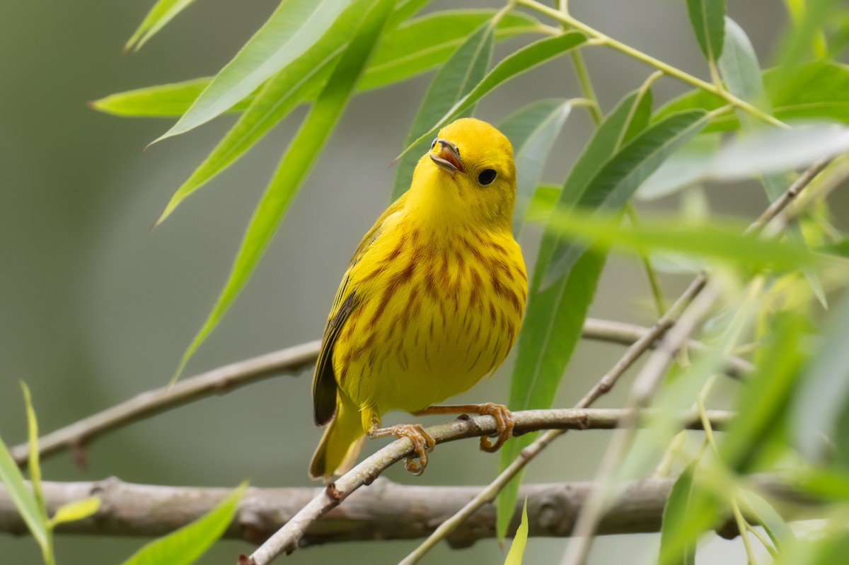 Yellow Warbler (Northern) - ML620308251