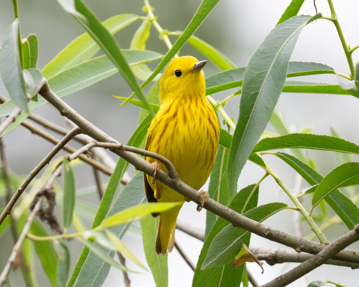 Yellow Warbler (Northern) - ML620308252