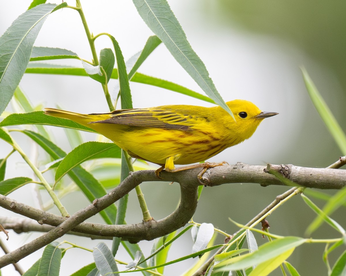 Yellow Warbler (Northern) - ML620308253