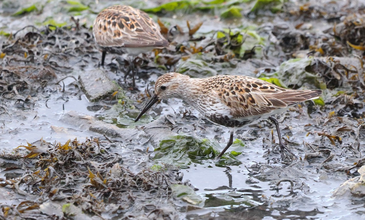 Dunlin - ML620308263