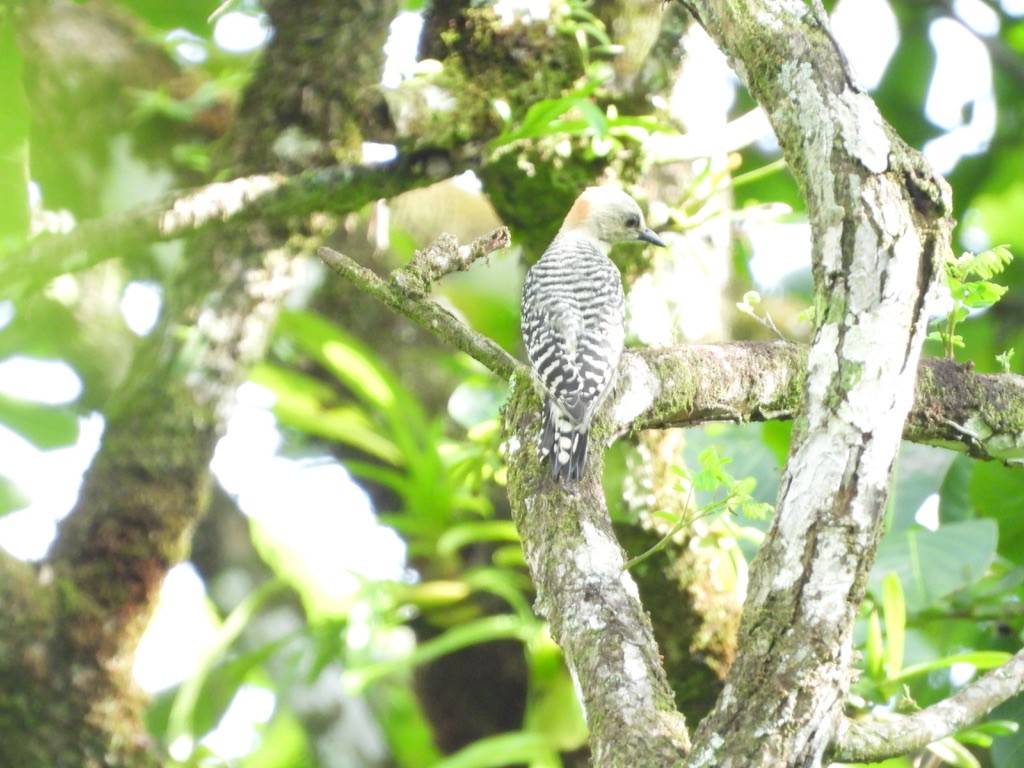 Red-crowned Woodpecker - ML620308264