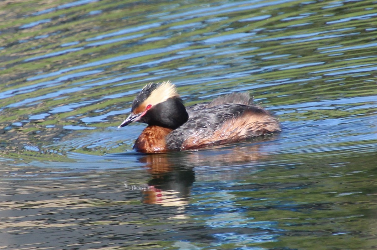 Horned Grebe - ML620308265