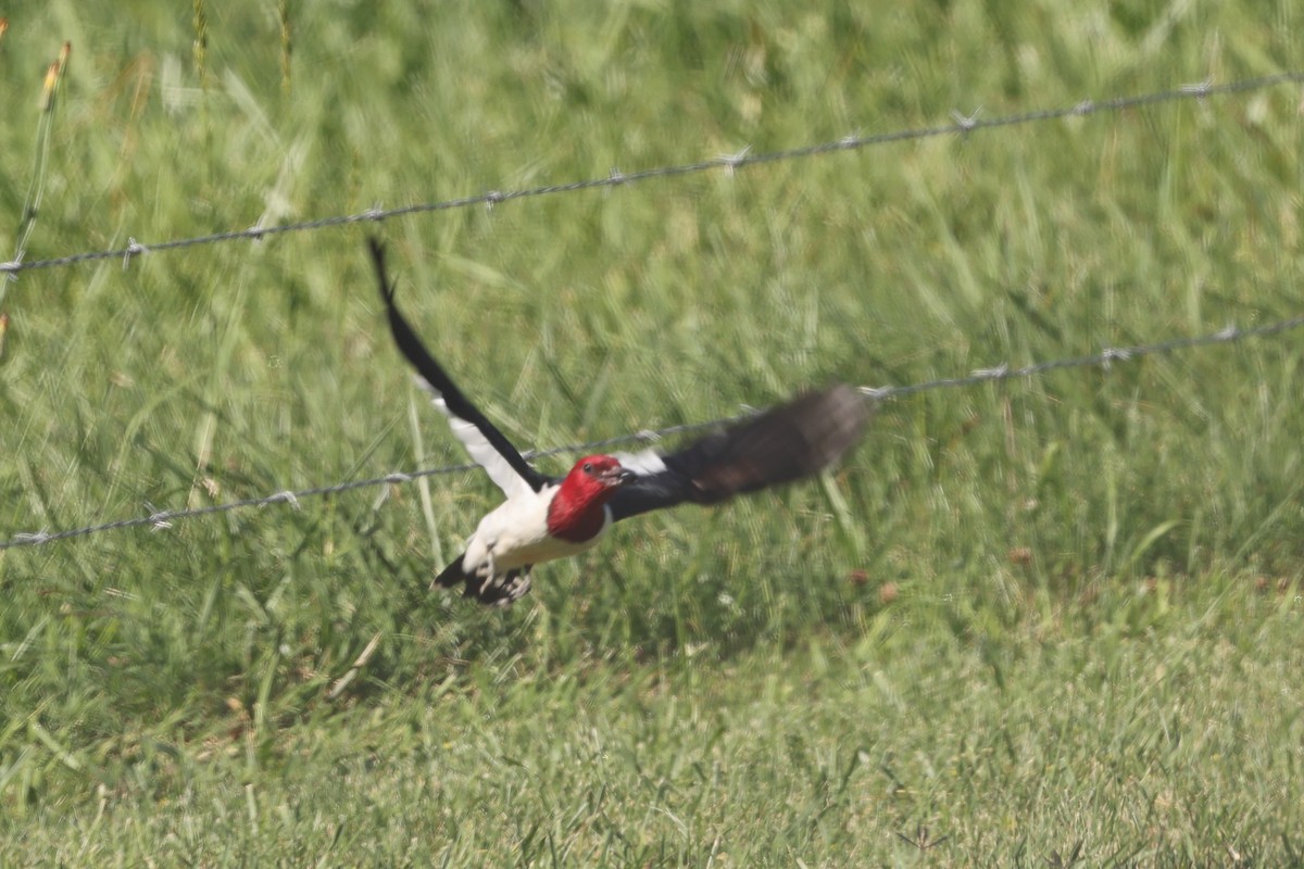 Red-headed Woodpecker - ML620308267