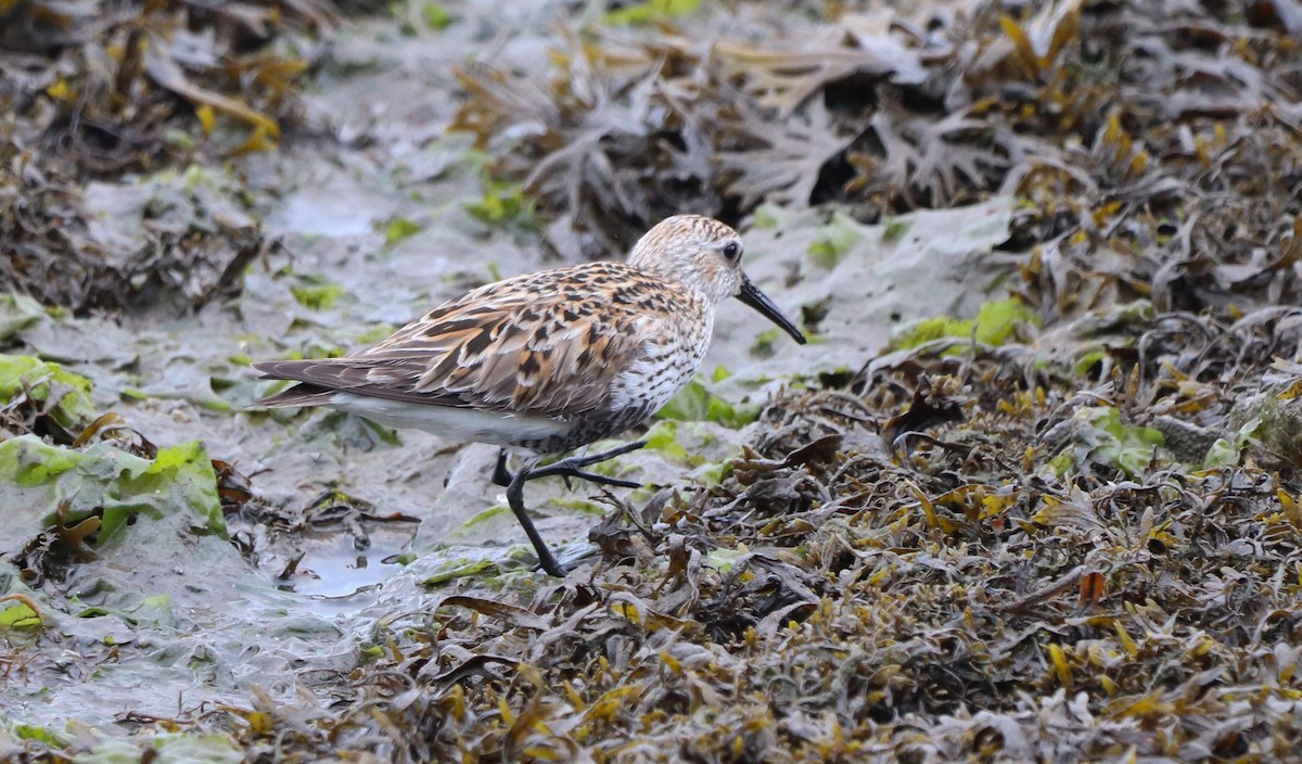 Dunlin - ML620308269