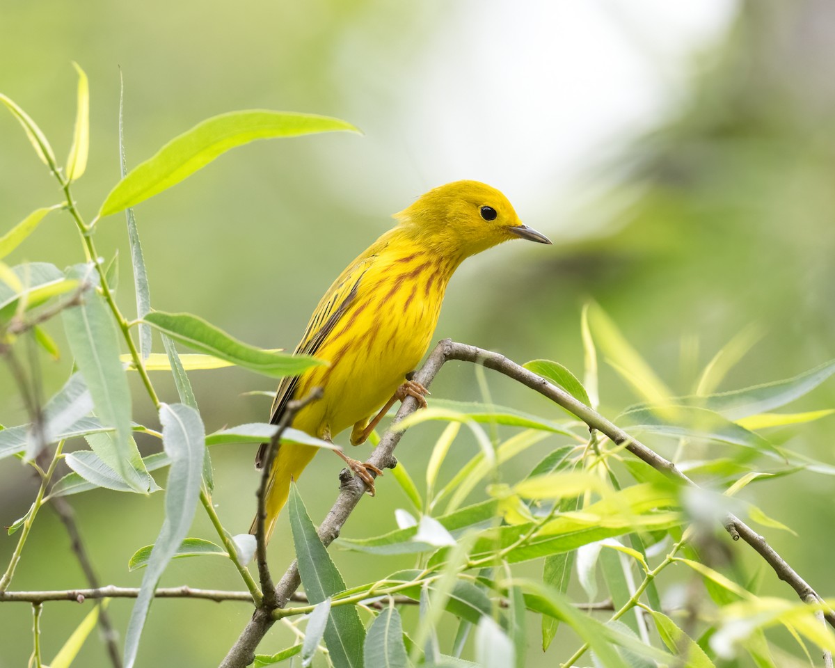 Yellow Warbler (Northern) - ML620308270