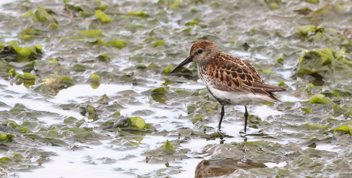 Dunlin (schinzii) - ML620308275