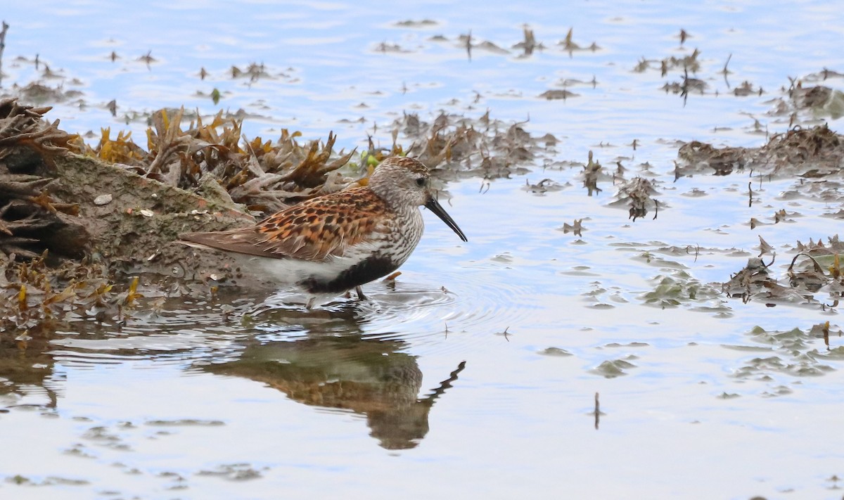 Dunlin (alpina/centralis) - ML620308287