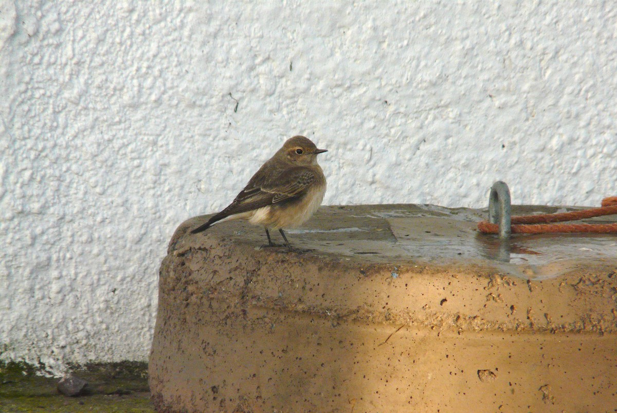 Pied Wheatear - ML620308301