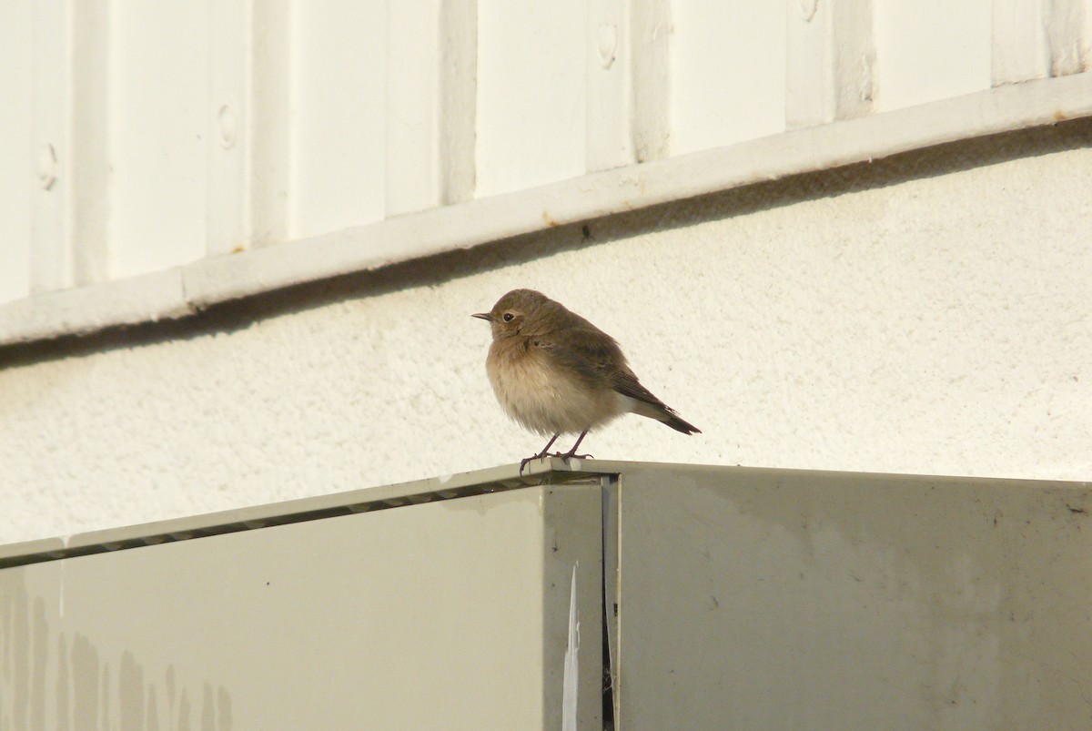 Pied Wheatear - ML620308302