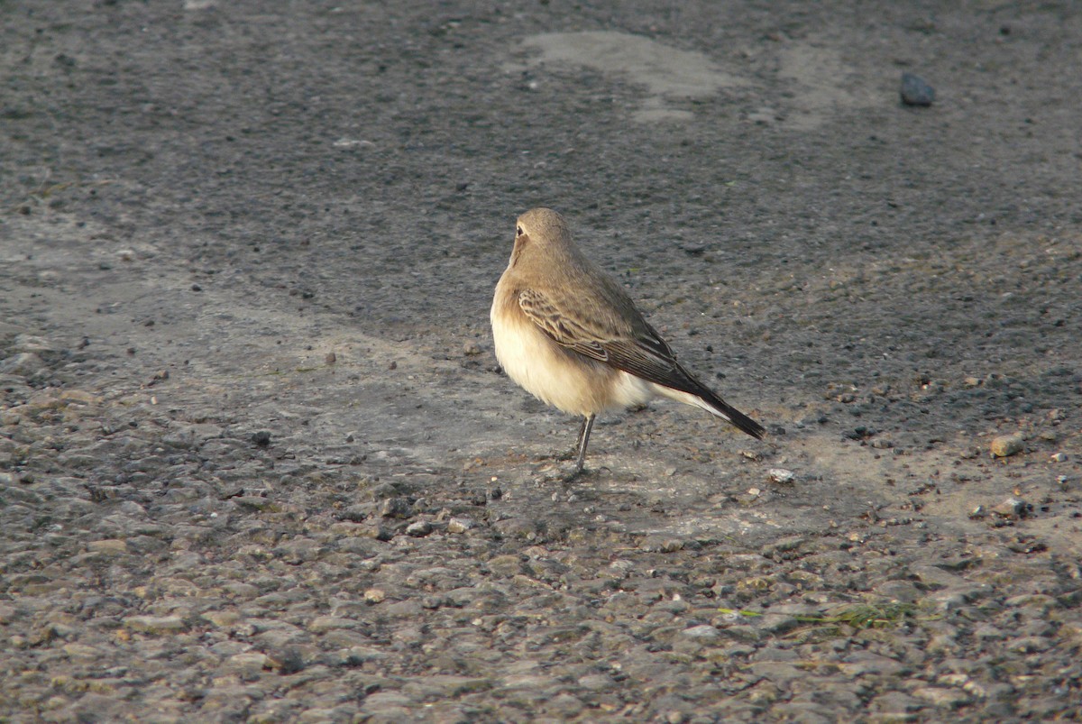 Pied Wheatear - ML620308304