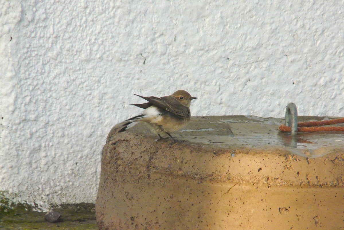 Pied Wheatear - ML620308305