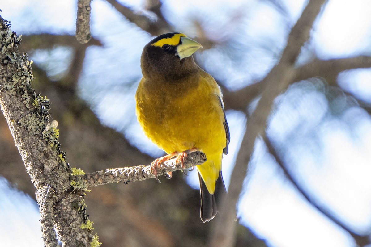 Evening Grosbeak - Steven Hunter