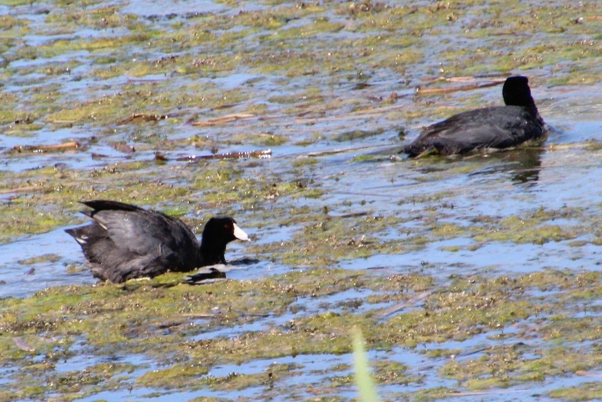 American Coot - ML620308307