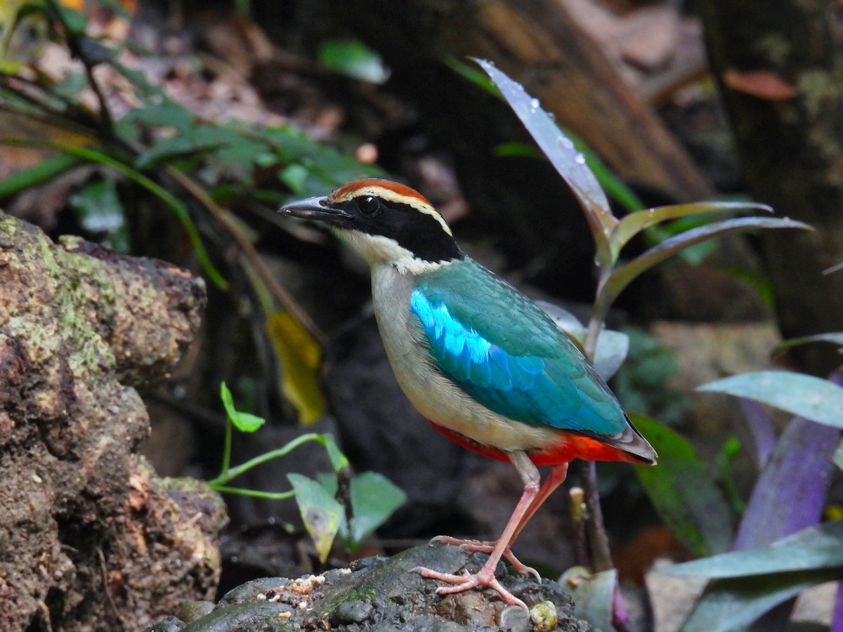 ヤイロチョウ - ML620308312