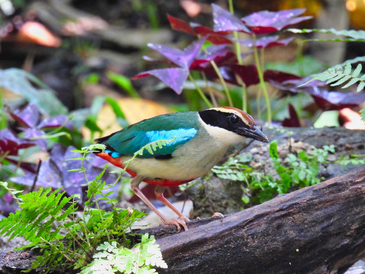 ヤイロチョウ - ML620308314