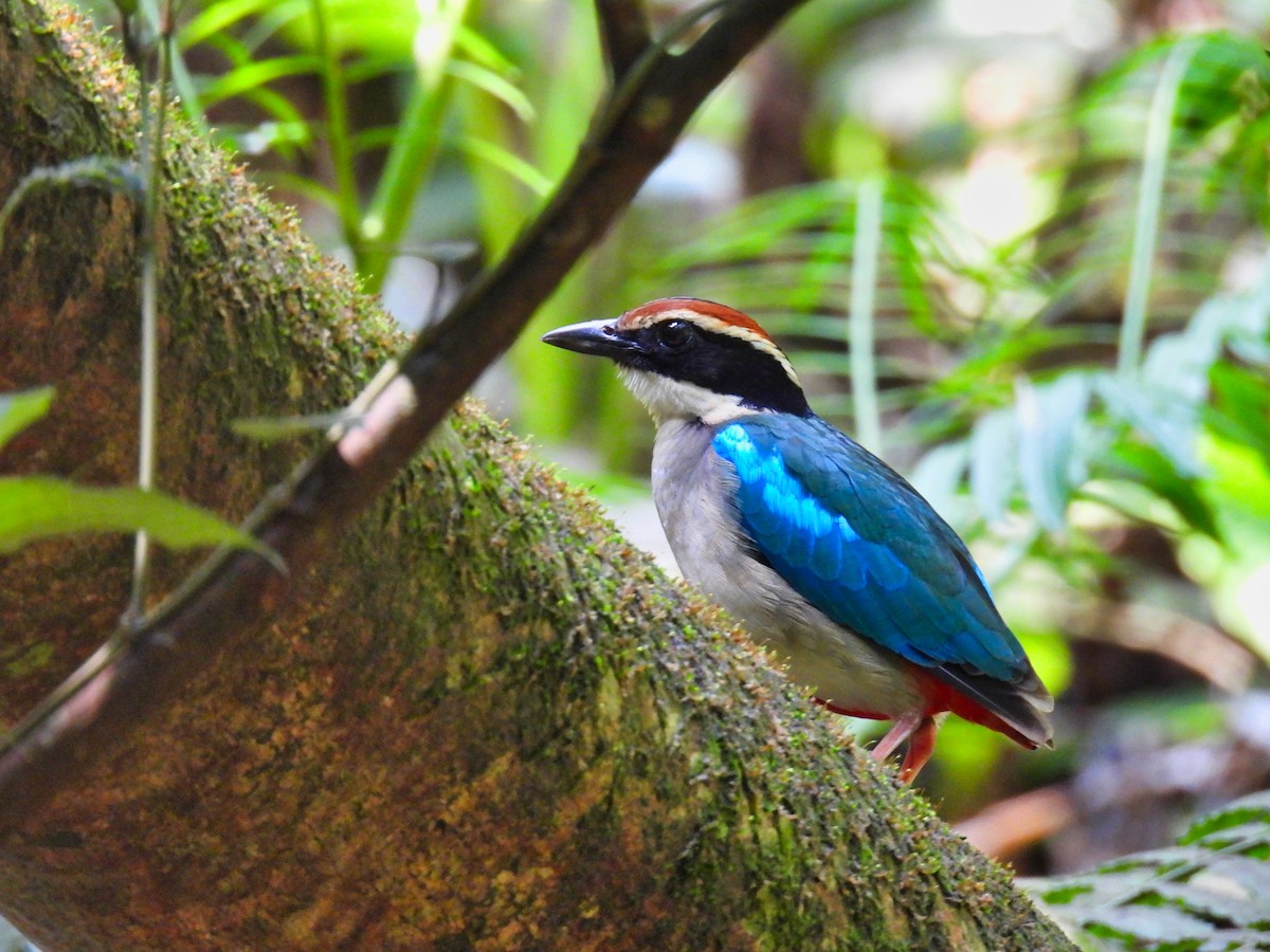 Fairy Pitta - Anonymous