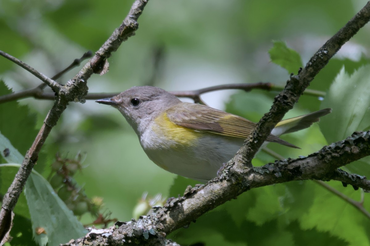 American Redstart - ML620308317